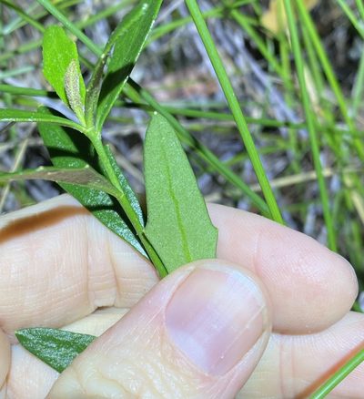 Dampiera sylvestris, photographed by Greg Tasney