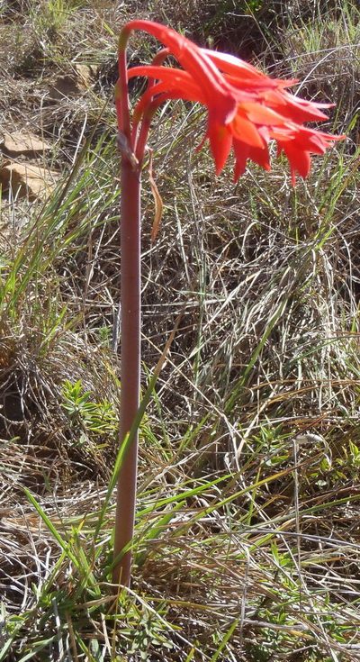 Cyrtanthus contractus, photographed by Nicola van Berkel
