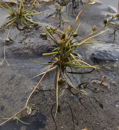 Subularia aquatica, photographed by Michael D. Pirie
