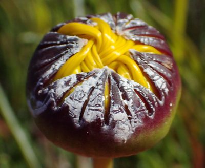Euryops speciosissimus, photographed by Nicola van Berkel