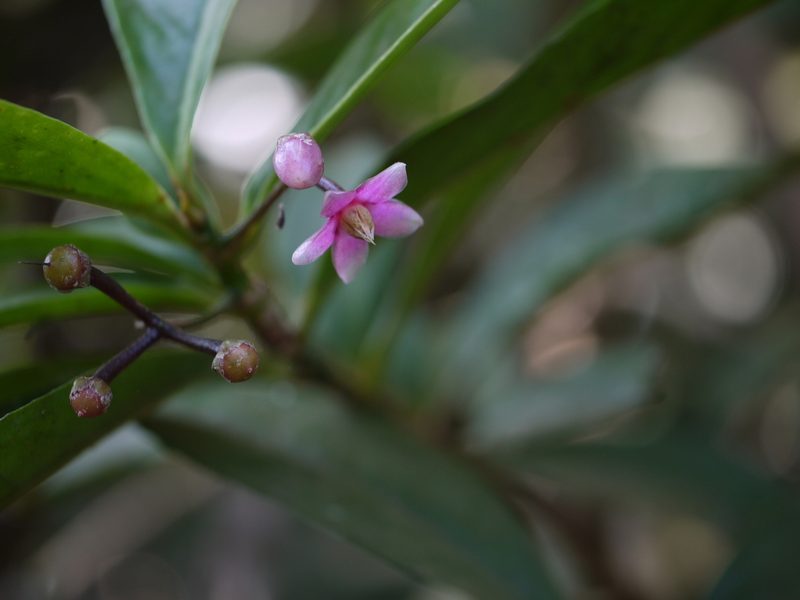 Ardisia solanacea, photographed by Dinesh Valke