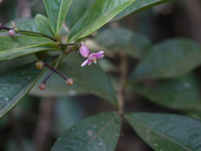 Ardisia solanacea, photographed by Dinesh Valke