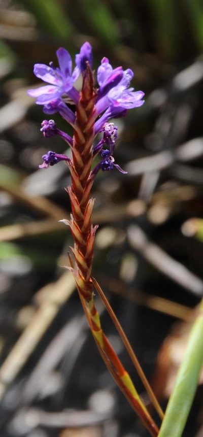 Micranthus filifolius, photographed by Tony Rebelo