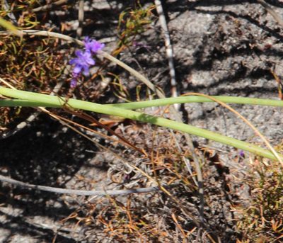 Micranthus filifolius, photographed by Tony Rebelo