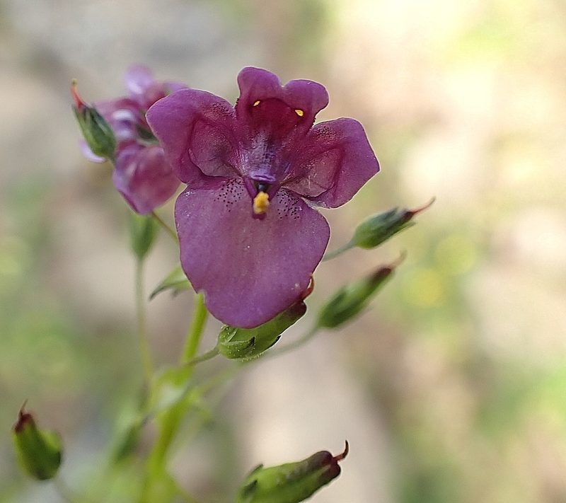 Diascia parviflora, photographed by Di Turner