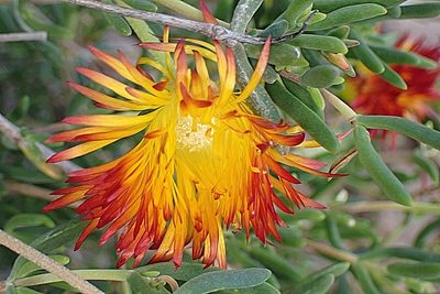 Drosanthemum bicolor, photographed by Di Turner