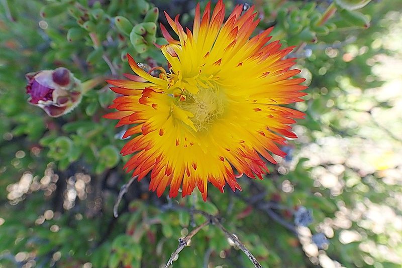 Drosanthemum bicolor, photographed by Di Turner