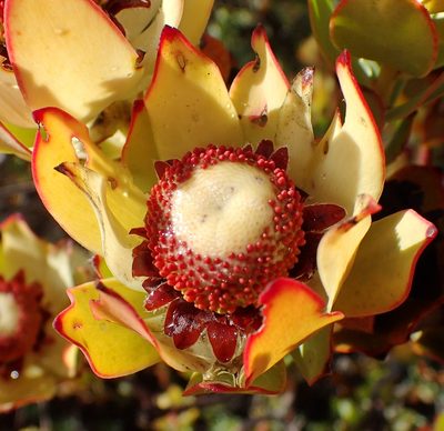 Leucadendron procerum, photographed by Nicola van Berkel
