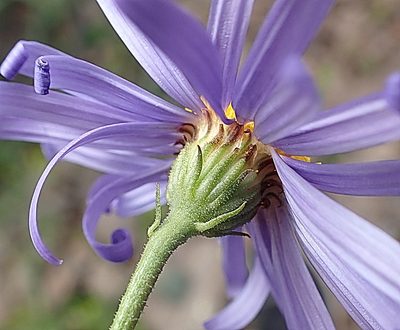 Garuleum bipinnatum, photographed by Di Turner