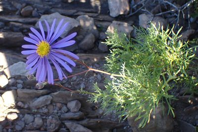 Garuleum bipinnatum, photographed by Di Turner