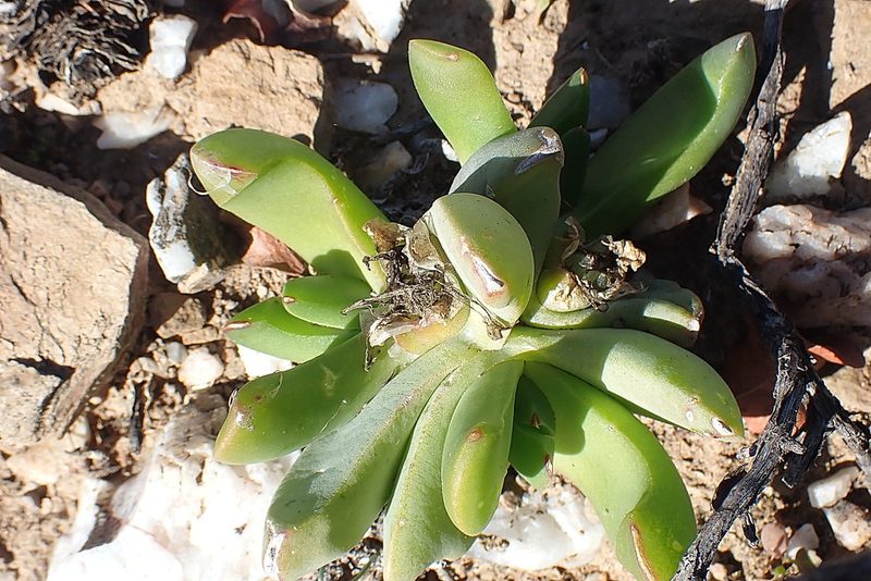 Glottiphyllum depressum, photographed by Di Turner