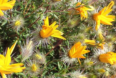 Hirpicium integrifolium, photographed by Di Turner