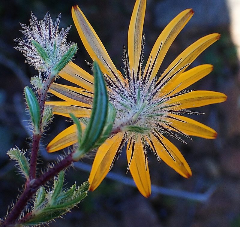 Hirpicium integrifolium, photographed by Di Turner