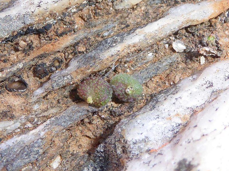 Tylecodon similis, photographed by Andrew Hankey