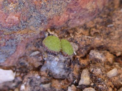 Tylecodon similis, photographed by Andrew Hankey