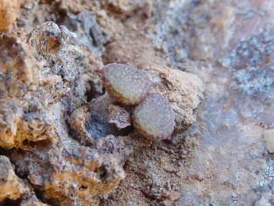 Tylecodon similis, photographed by Andrew Hankey