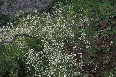 Heliophila pendula, photographed by Di Turner