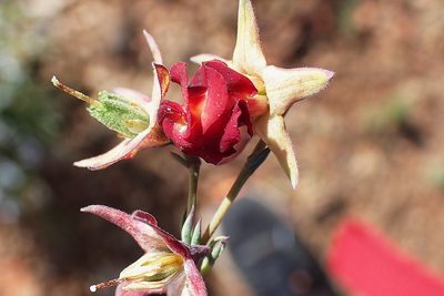 Hermannia filifolia, photographed by Di Turner