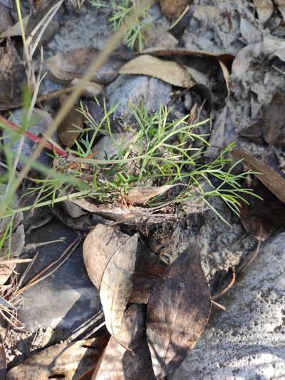 Artemisia commutata, photographed by Юлия