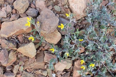 Lotononis pumila, photographed by Di Turner