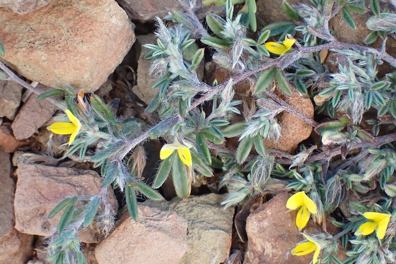 Lotononis pumila, photographed by Di Turner
