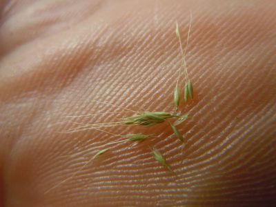 Apera interrupta, photographed by Matt Lavin