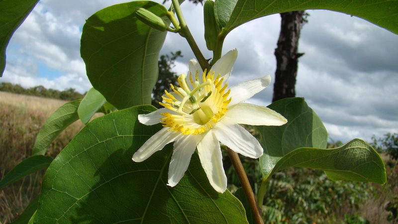 Passiflora mansoi, photographed by Lucas Kaminski