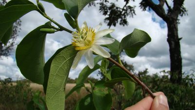 Passiflora mansoi, photographed by Lucas Kaminski