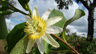 Passiflora mansoi, photographed by Lucas Kaminski
