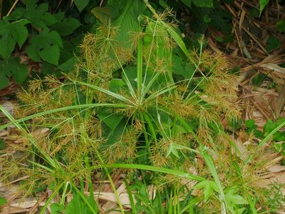 Cyperus distans, photographed by Jacy Chen