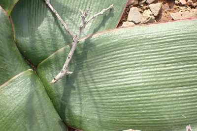 Brunsvigia nervosa, photographed by Di Turner