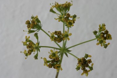 Lichtensteinia latifolia, photographed by jillblignaut