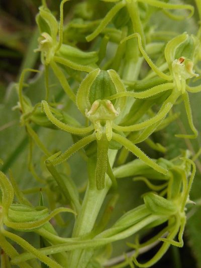 Habenaria mossii, photographed by Andrew Hankey