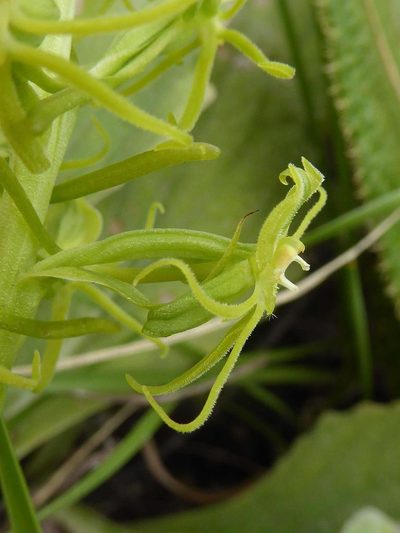 Habenaria mossii, photographed by Andrew Hankey