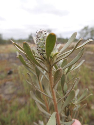 Leucadendron cinereum, photographed by Jacques van der Merwe
