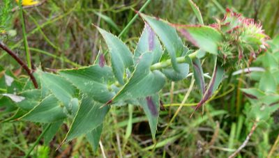Cliffortia virgata, photographed by Di Turner