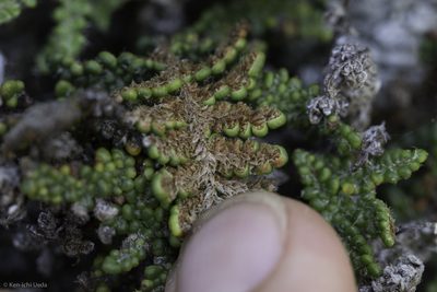 Myriopteris intertexta, photographed by Ken-ichi Ueda
