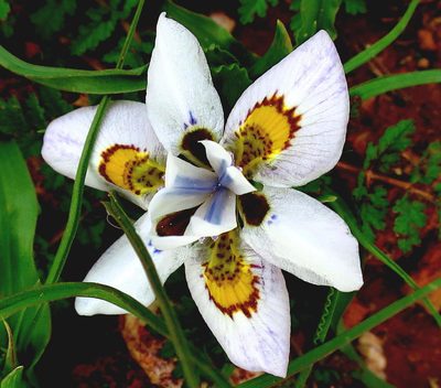 Moraea falcifolia, photographed by Di Turner
