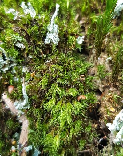 Campylopus flexuosus, photographed by Helen Waterman