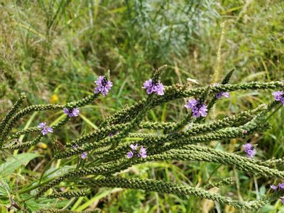 Verbena hastata, photographed by Tom Field
