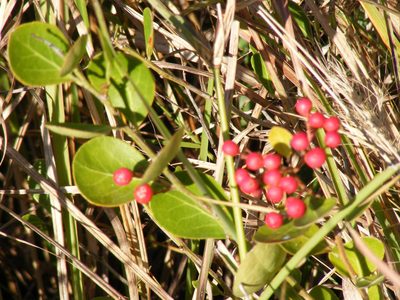Gymnosporia markwardii, photographed by Andrew Deacon