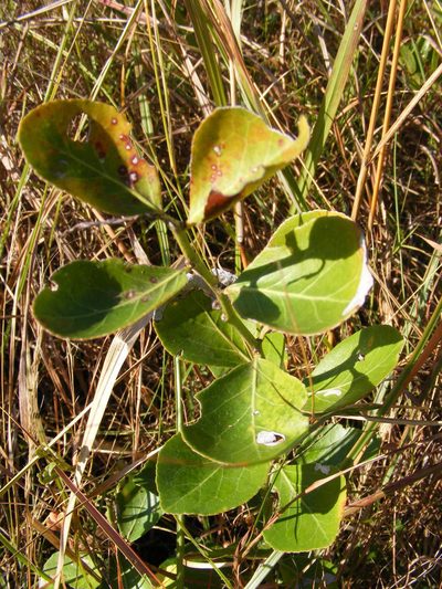 Gymnosporia markwardii, photographed by Andrew Deacon