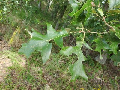 Quercus pagoda, photographed by Tom Field