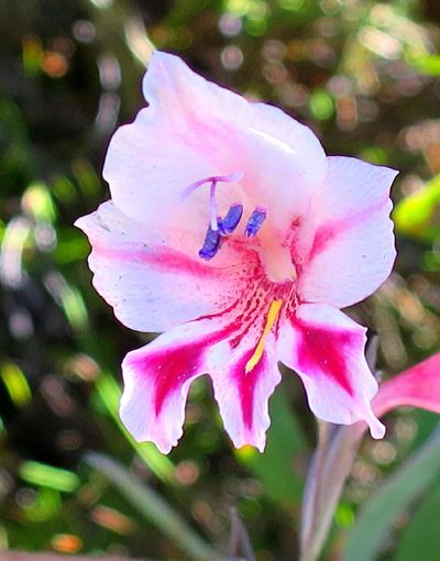 Gladiolus nigromontanus, photographed by Di Turner
