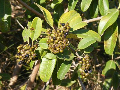 Ozoroa obovata, photographed by Andrew Deacon