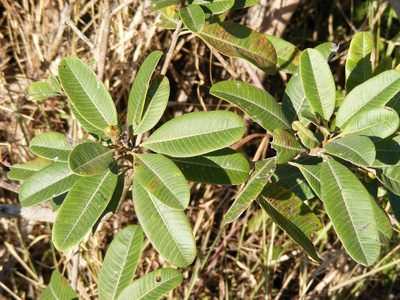 Ozoroa obovata, photographed by Andrew Deacon