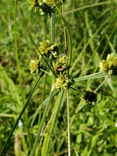 Cyperus pseudovegetus, photographed by Tom Field