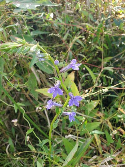 Lobelia elongata, photographed by Tom Field