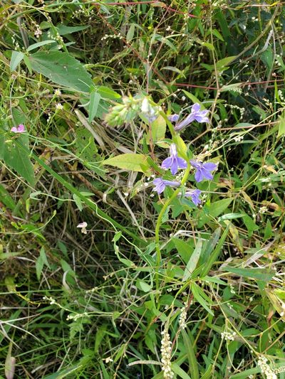 Lobelia elongata, photographed by Tom Field