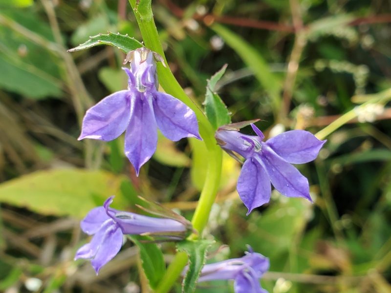 Lobelia elongata, photographed by Tom Field